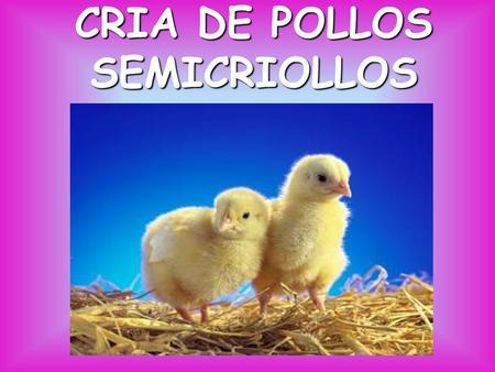 CRIA DE POLLOS SEMICRIOLLOS. PRESENTADO POR: ANDRES DELGADO ESPARZA GLORIA DELGADO ESPARZA LAURA DELGADO ESPARZA Técnico profesional en gestión agropecuaria.