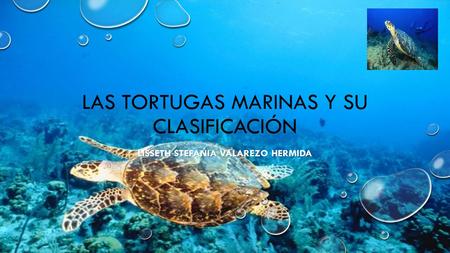 Las Tortugas Marinas y su clasificación