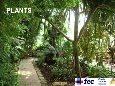 PLANTS. PARA VER CORRECTAMENTE EL POWER POINT - Haz clic poco a poco, lee, no tengas prisa, vamos a aprender muchas cosas interesantes. - En cuanto una.