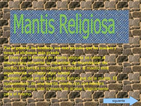 Siguiente Por lo general, las hembras son más grandes que los machos y tienen el abdomen más grande. Se cree que la hembra de mantis religiosa se come.