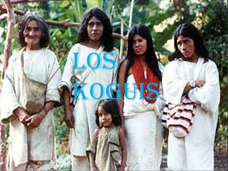 Los koguis Andrés felipe Perdomo Cataño.