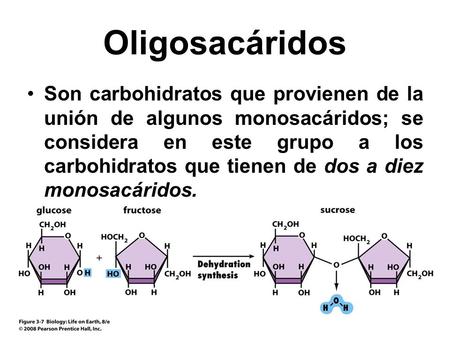 Oligosacáridos Son carbohidratos que provienen de la unión de algunos monosacáridos; se considera en este grupo a los carbohidratos que tienen de dos a.