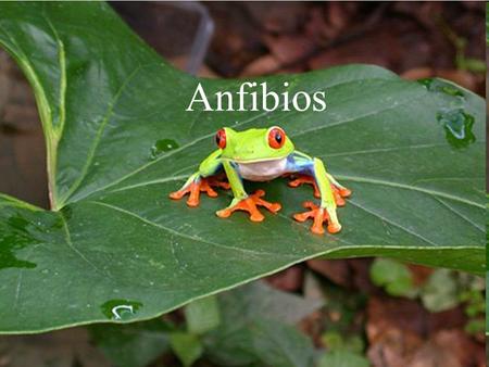 Anfibios.