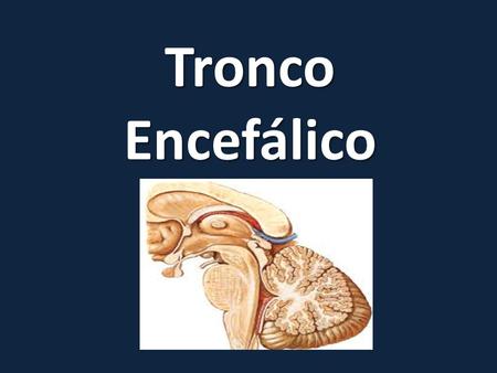 Tronco Encefálico.