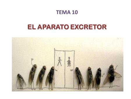 TEMA 10 EL APARATO EXCRETOR.
