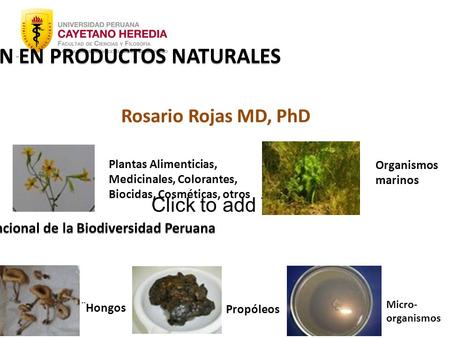 Click to add Text UNIDAD DE INVESTIGACIÓN EN PRODUCTOS NATURALES Caracterización Química y Funcional de la Biodiversidad Peruana Rosario Rojas MD, PhD.