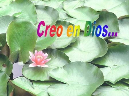 CREO EN DIOS… porque sólo sus Manos, su Aliento de oro, pudieron embellecer el mundo con el retablo de maravillas que palpitan de vida por todos.