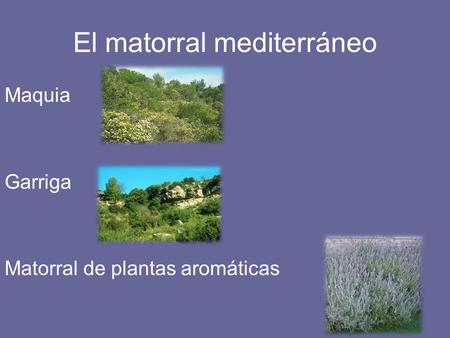 El matorral mediterráneo
