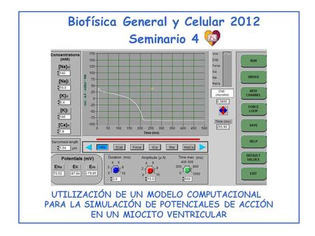 Seminario 4 UTILIZACIÓN DE UN MODELO COMPUTACIONAL PARA LA SIMULACIÓN DE POTENCIALES DE ACCIÓN EN UN MIOCITO VENTRICULAR Biofísica General y Celular 2012.