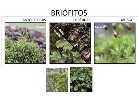 BRIÓFITOS.