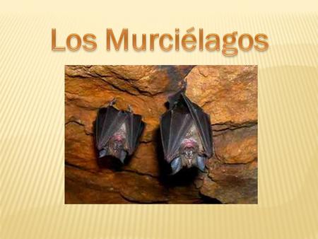 Los Murciélagos.