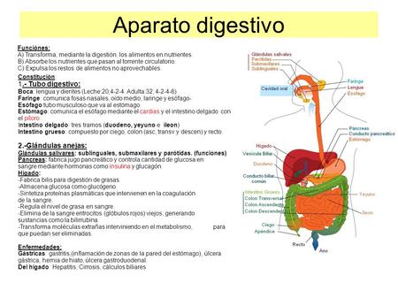 Aparato digestivo 1.- Tubo digestivo: 2.-Glándulas anejas: Funciónes: