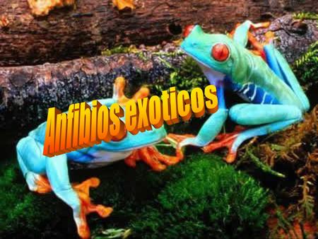 Anfibios exoticos.