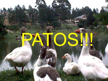 PATOS!!!.