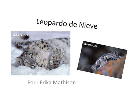 Leopardo de Nieve Por : Erika Mathison. La accion del ser humano en el medio ambiente Se encontra el leopardo de nieve en elevaciones desde 3000 a 4500.