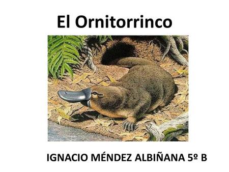 El Ornitorrinco IGNACIO MÉNDEZ ALBIÑANA 5º B.