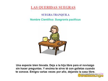 SUEGRA TRANQUILA Nombre Científico: Suegronis pacificus Una especie bien llevada. Deja a la hija libre para el noviazgo sin hacer preguntas. Y encima te.
