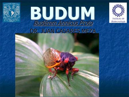 Budêmm Annicus Proto DR. JUAN CASARES MEZA