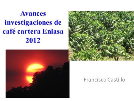 Avances investigaciones de café cartera Enlasa 2012