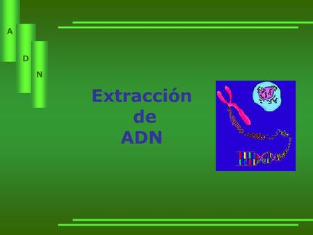 Extracción de ADN.