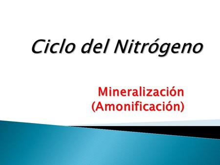 Mineralización (Amonificación)