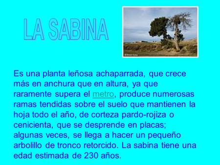 Es una planta leñosa achaparrada, que crece más en anchura que en altura, ya que raramente supera el metro, produce numerosas ramas tendidas sobre el suelo.