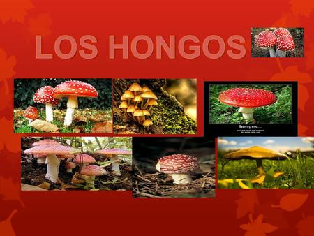 LOS HONGOS.