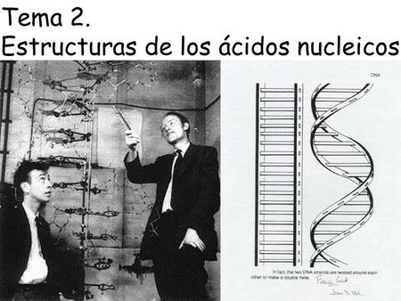 Estructuras de los ácidos nucleicos