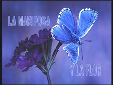 Cierta vez, un hombre pidió a DIOS una flor......y una mariposa.