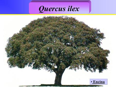 Quercus ilex Encina.