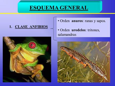 ESQUEMA GENERAL Orden anuros: ranas y sapos. CLASE ANFIBIOS
