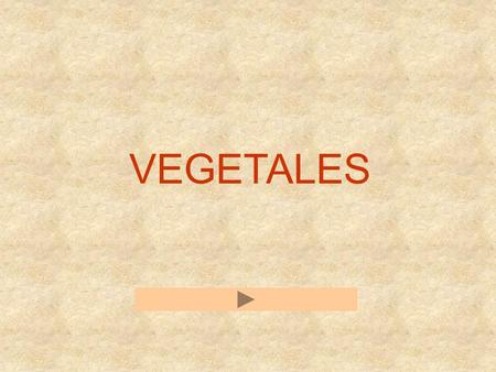 VEGETALES AJO JUDÍA PEPINO PATATAS TOMATE CEBOLLA.