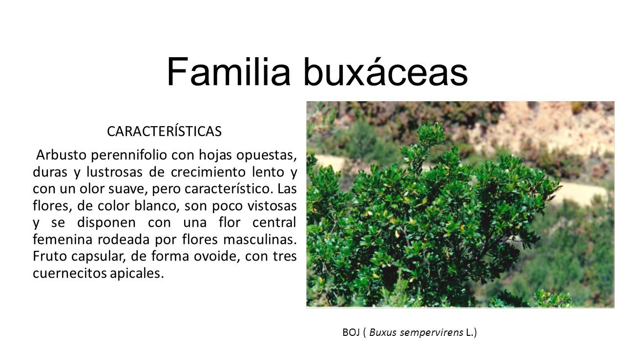 Familia buxáceas CARACTERÍSTICAS Arbusto perennifolio con hojas opuestas,  duras y lustrosas de crecimiento lento y con un olor suave, pero  característico. - ppt descargar