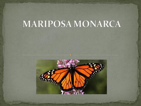 MARIPOSA MONARCA.