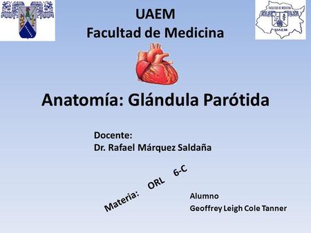 Anatomía: Glándula Parótida