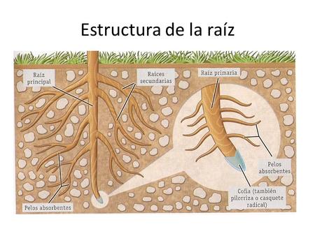 Estructura de la raíz.