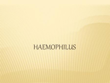 HAEMOPHILUS.
