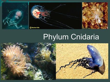 Phylum Cnidaria.