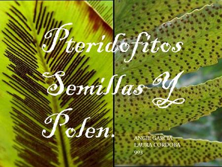 Pteridofitos Semillas Y Polen. ANGIE GARCIA LAURA CORDOBA 903.