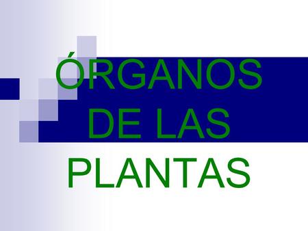 ÓRGANOS DE LAS PLANTAS.