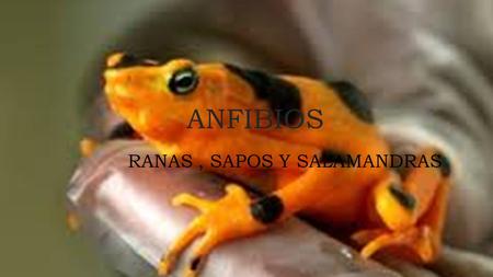 RANAS , SAPOS Y SALAMANDRAS