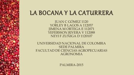 LA BOCANA Y LA CATURRERA JUAN C GÓMEZ 1120 YORLEY B LAGOS A 112057 JIMENA M ORTEGA E 112071 YEFERSSON RIVERA V 112088 NEYI F ZUÑIGA D 1120107 UNIVERSIDAD.