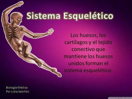 Sistema Esquelético Los huesos, los cartílagos y el tejido conectivo que mantiene los huesos unidos forman el sistema esquelético. Biología Médica Por.