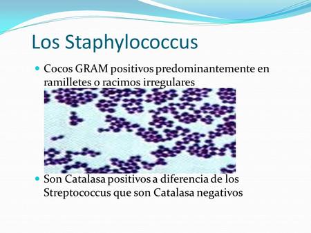 Los Staphylococcus Cocos GRAM positivos predominantemente en ramilletes o racimos irregulares Son Catalasa positivos a diferencia de los Streptococcus.