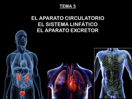 EL APARATO CIRCULATORIO