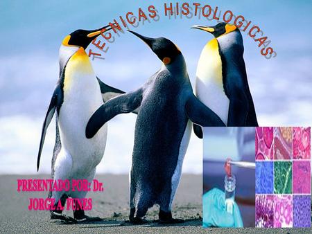 TECNICAS HISTOLOGICAS