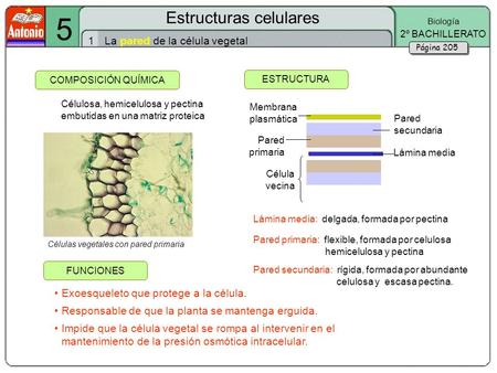 5 Estructuras celulares 1 La pared de la célula vegetal