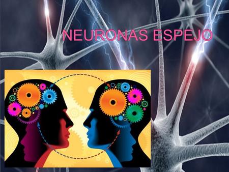  En un inicio, se apreciaron en el área F5 de la corteza pre frontal pero más tarde también se descubrieron en el lóbulo parietal inferior.  Las neuronas.