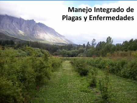 Manejo Integrado de Plagas y Enfermedades