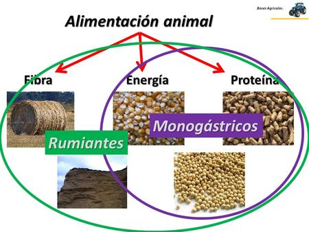 Alimentación animal Fibra Energía Proteína Monogástricos Rumiantes.